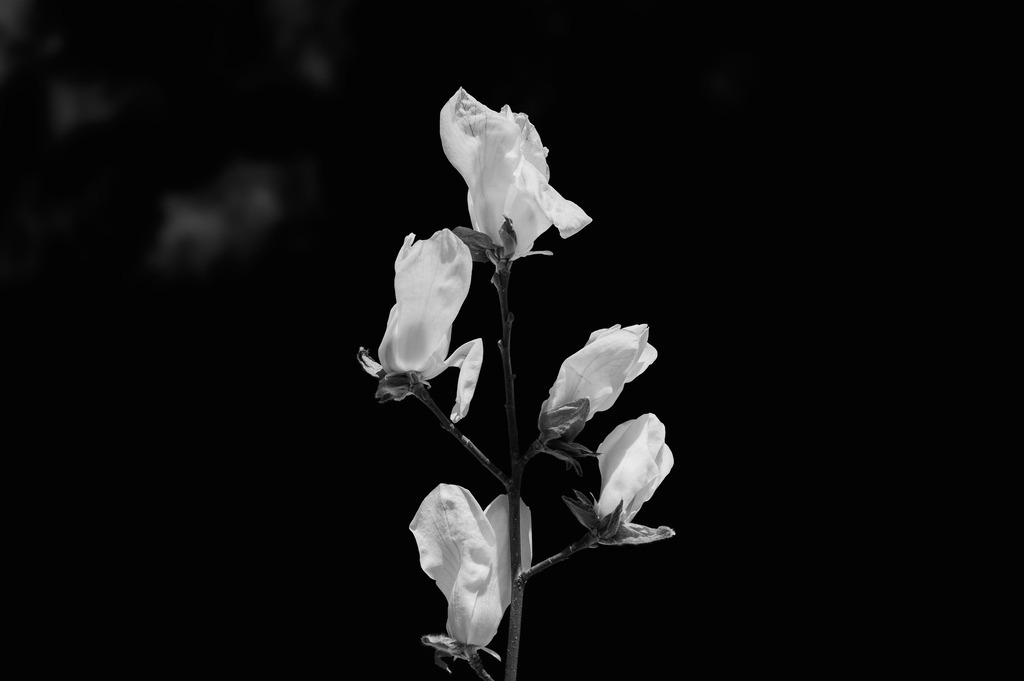 2025_04_06_HH-BOTANISCHER GARTEN+JENISCHPARK+ELBE_MCP7278 sw | Hochwertig gedruckte Fotografien für die Wand, als Kalender und zum Verschenken. Hamburg & Norddeutschland und überall wo ich mit der Kamera unterwegs war.