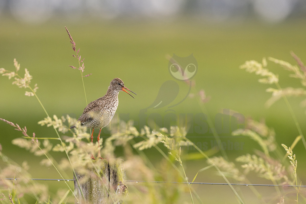 R5NF8642_20240612 | Der Rotschenkel (Tringa totanus) ist eine Vogelart aus der Familie der Schnepfenvögel (Scolopacidae). Er ist ein Brutvogel über weite Bereiche Eurasiens. Zu seinem Lebensraum gehören die mediterrane bis boreale Zone, und er kommt in Asien auch in Steppen- und Wüstengebieten vor. In Mitteleuropa sind Schwerpunkte seiner Verbreitung die Küsten und das küstennahe Tiefland. Im Binnenland kommt er nur inselartig in kleinen Populationen vor und im Süden Mitteleuropas ist er auf Restvorkommen reduziert. - Realisiert mit Pictrs.com