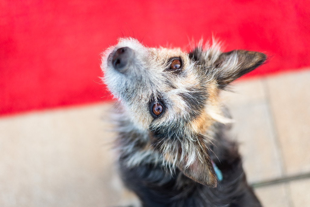 Tango Milonga | Tango Milonga im Forte Belvedere Leisnig zum Festival Hallo Leisnig 2022. - Realisiert mit Pictrs.com