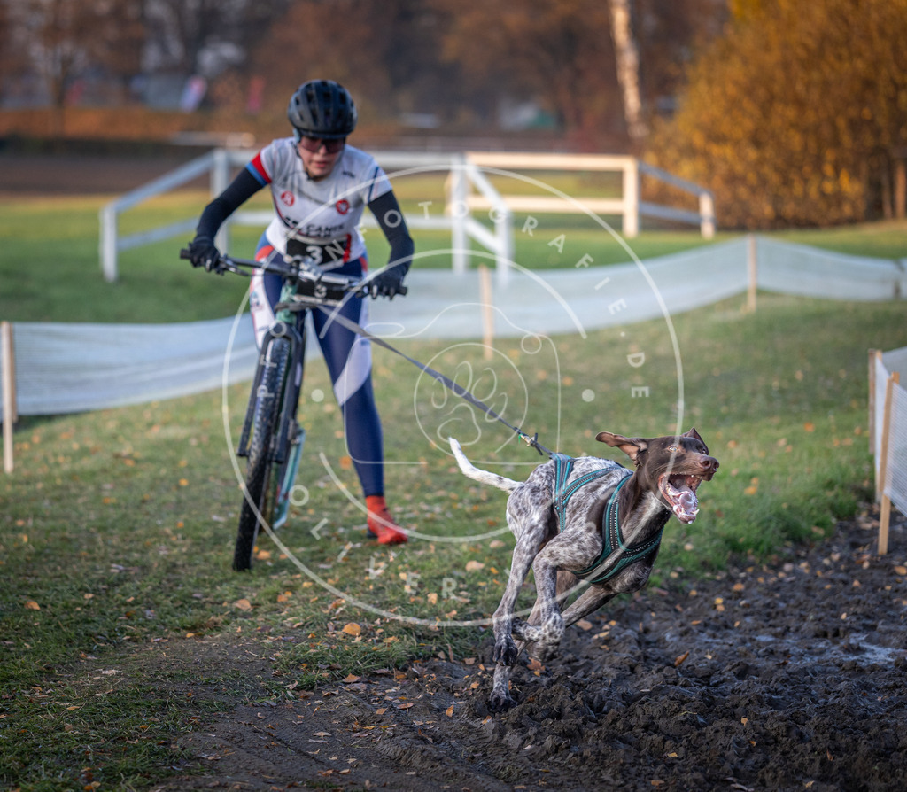 CaniXpix_DV3A9289 | Hundefotografie, Tierfotograf, Pfotenfotografie, Fotoshooting Hund, Hunde Portrait, Hundesport, Hundeportraits, Heideshooting, Hunde, Sportfotograf, Hundefotograf, Turnierhundsport, THS,  - Realisiert mit Pictrs.com