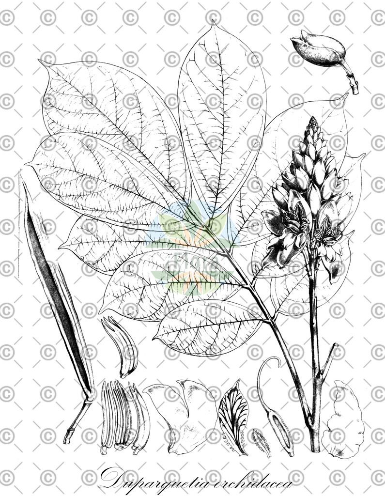 HistAbb_wfo-0001427833_1_ENZY_Simple | Historische Abbildung von Duparquetia orchidacea - Fabaceae | Historical Illustration of Duparquetia orchidacea - Fabaceae