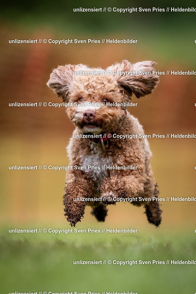 Sven Pries | 2024-04-21 - Hunderennen Baden-Oos
Foto: Sven Pries - Realisiert mit Pictrs.com