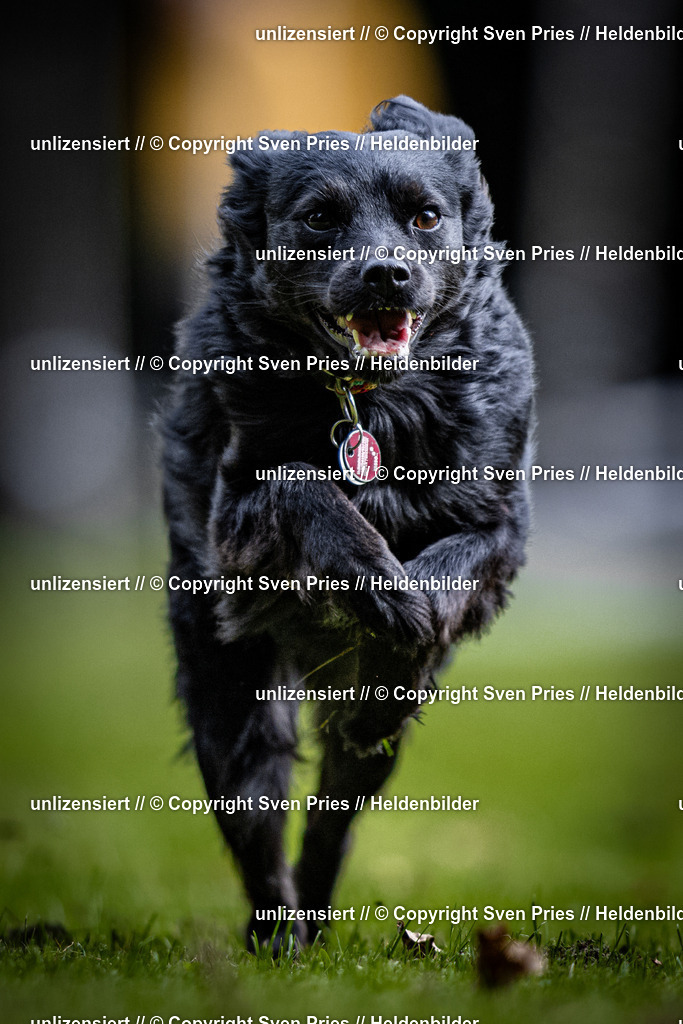 Sven Pries | 2025-10-03 - Hunderennen Obergrombach - Realisiert mit Pictrs.com