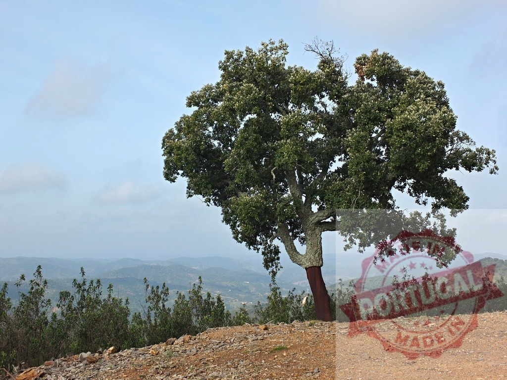 Cork oak tree showing harvested bark on a hill | Cork oak tree standing alone on a hill with bark harvested, overlooking a valley - Realisiert mit Pictrs.com