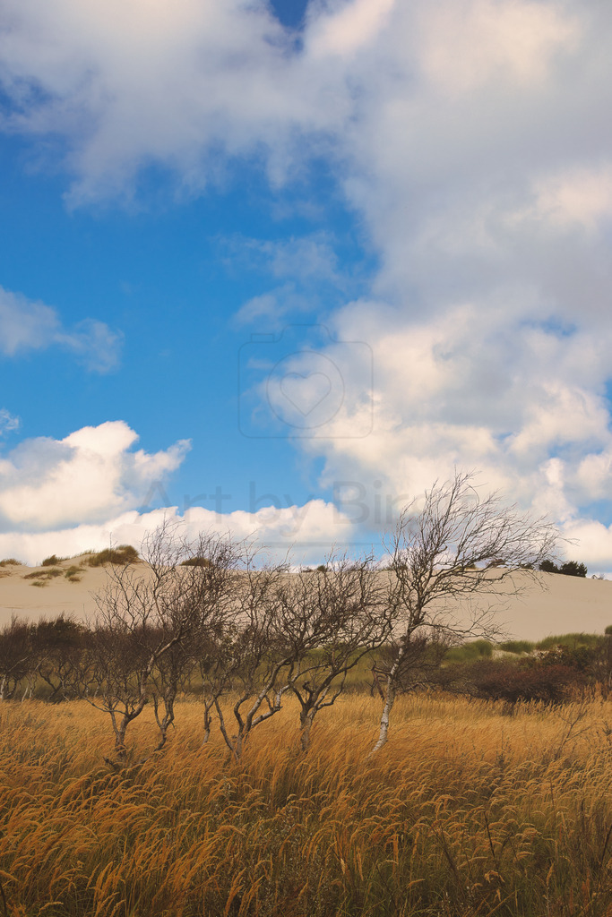 Hinter den Dünen | Landschafts Impression hinter den Dünen in Holland. - Realisiert mit Pictrs.com