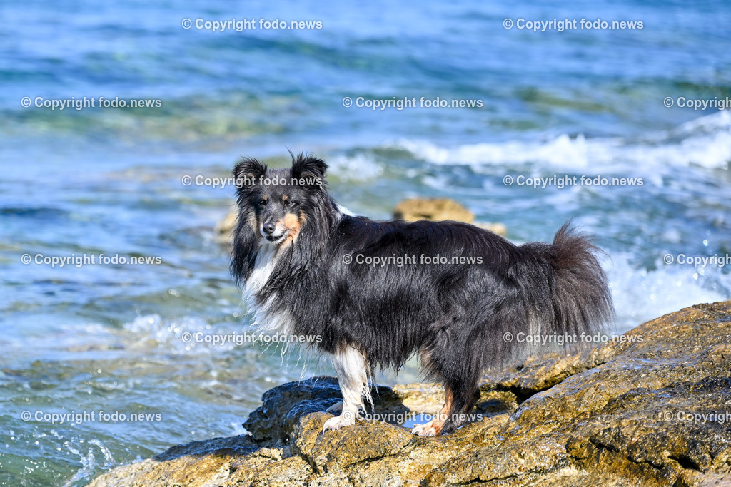 Kroatien_ Brac_ Insel in Dalmatien_ Milna_ 14.07.2025-11 | 14.07.2025, Kroatien, HRV, Brac, Insel in Dalmatien, Milna im Bild Themenbild, Hund, Strand, Felsen, Urlaub, Urlaub mit Hund am Meer, Meer, Adria, Tourismus, Salzwasser, Feature, Symbolbild