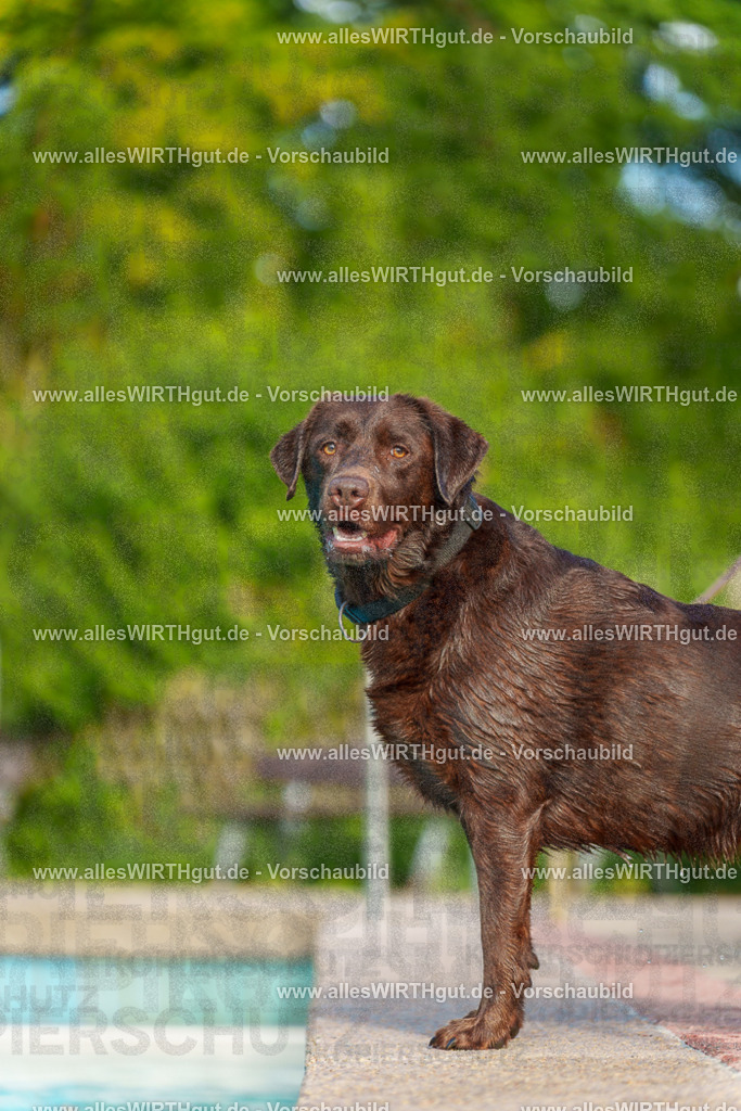 Hundeschwimmen_Grefrath_2026-allesWIRTHgut_Tierfotografie-09_09-7R502167 | Professionelle Tierfotografie in Mönchengladbach von Daniel Wirth (allesWIRTHgut). Liebevolle & natürliche Bilder von Hunden & Katzen für unvergessliche Erinnerungen.