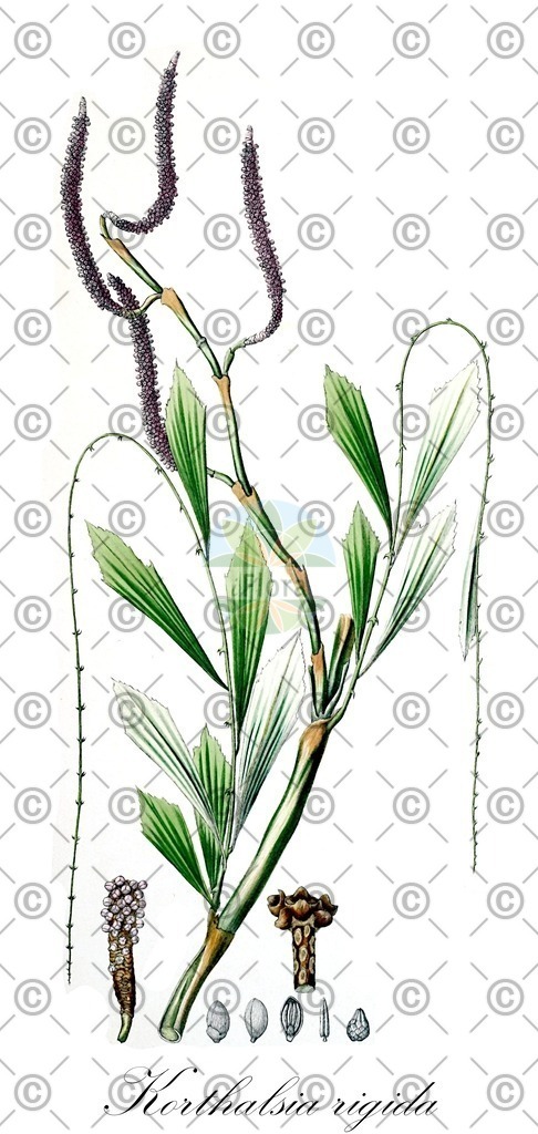 HistAbb_wfo-0000356224_1_ENZY_Simple | Historische Abbildung von Korthalsia rigida - Arecaceae | Historical Illustration of Korthalsia rigida - Arecaceae