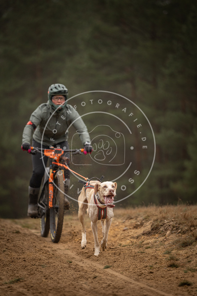 Pfotenfotografie_DV3A3176 | Hundefotografie, Tierfotograf, Pfotenfotografie, Fotoshooting Hund, Hunde Portrait, Hundesport, Hundeportraits, Heideshooting, Hunde, Sportfotograf, Hundefotograf, Turnierhundsport, THS,  - Realisiert mit Pictrs.com