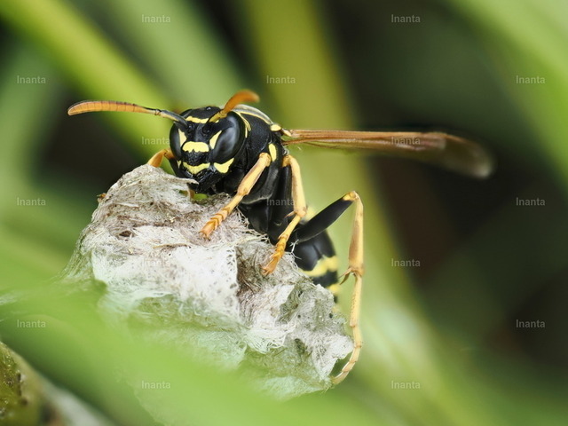 Haus-Feldwespe (Polistes dominula) | Inanta - Realisiert mit Pictrs.com