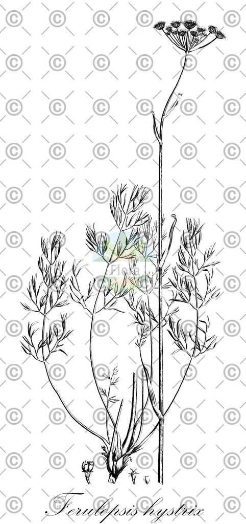 HistAbb_EMP_138801_SRC_Schlechtendal_FLORAD_SIMPLE | Historische Abbildung von Ferulopsis hystrix - Apiaceae | Historical Illustration of Ferulopsis hystrix - Apiaceae