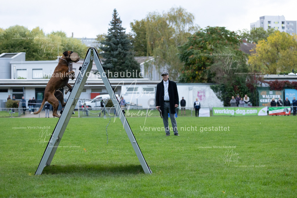 _16A4708 | Einzigartige Fotos von Hunden & Menschen –Actionfotos, Portraits, Vereinsaufnahmen & Paarshootings – authentisch, lebendig & mit Herz.