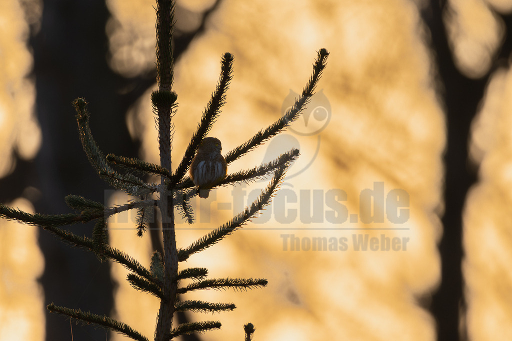 R5M20673_20260308 | Ein kleiner Sperlingskauz (Glaucidium passerinum) sitzt auf einem Ast eines Nadelbaums. Der Vogel ist im Gegenlicht zu sehen, wodurch seine Silhouette und die feinen Details seines Gefieders hervorgehoben werden. Der Hintergrund ist unscharf und leuchtet in warmen Gold- und Orangetönen, was auf einen Sonnenaufgang oder Sonnenuntergang hindeutet. - Realisiert mit Pictrs.com