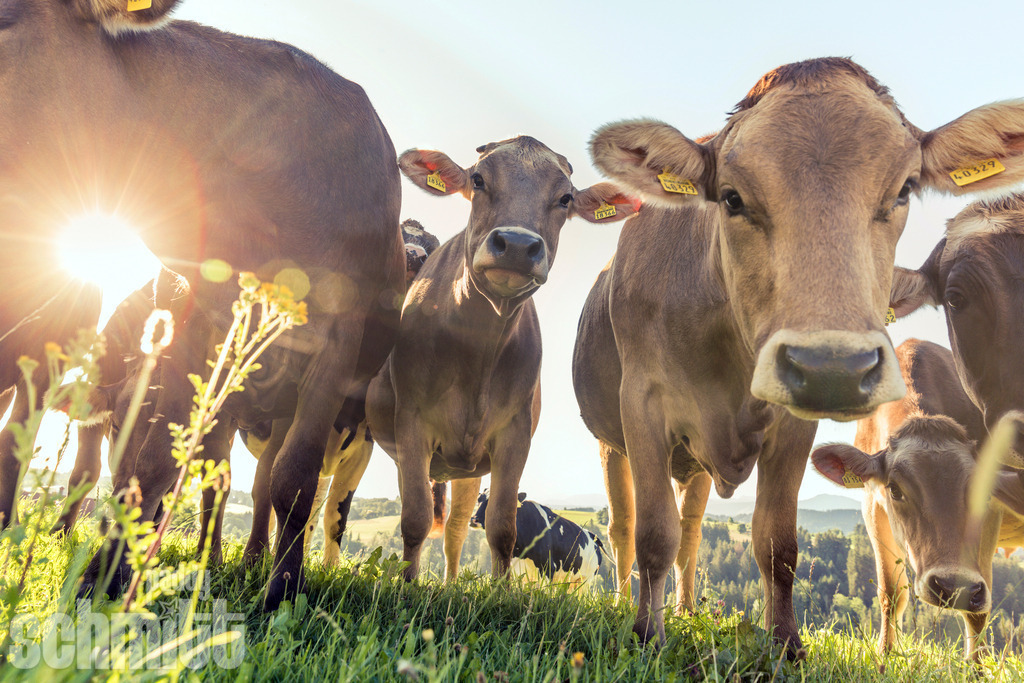 PS-Tiere-2026-59 | Entdecke die größte Bildgalerie der Region mit Fotografien aus dem Allgäu, der Bodenseeregion, Oberschwaben, dem Donautal und der Schwäbischen Alb. Landschaften, Luftaufnahmen und Reisefotografie als Wandbild und Fotokunst. - Realisiert mit Pictrs.com