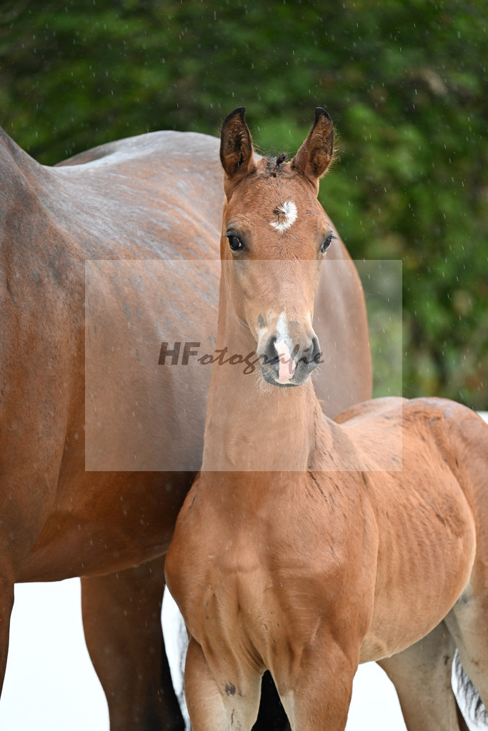 Sky x Bon Vivaldi NRW_HF_Klement_23250077 | hf-fotografie - Realizzato con Pictrs.com