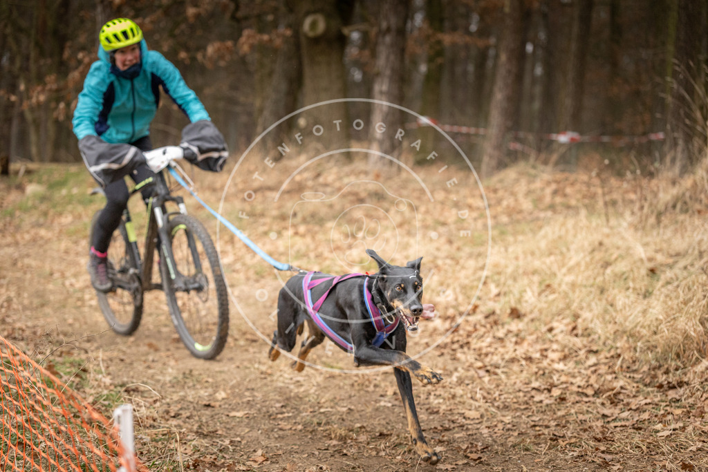 Pfotenfotografie_DV3A3042 | Hundefotografie, Tierfotograf, Pfotenfotografie, Fotoshooting Hund, Hunde Portrait, Hundesport, Hundeportraits, Heideshooting, Hunde, Sportfotograf, Hundefotograf, Turnierhundsport, THS,  - Realisiert mit Pictrs.com
