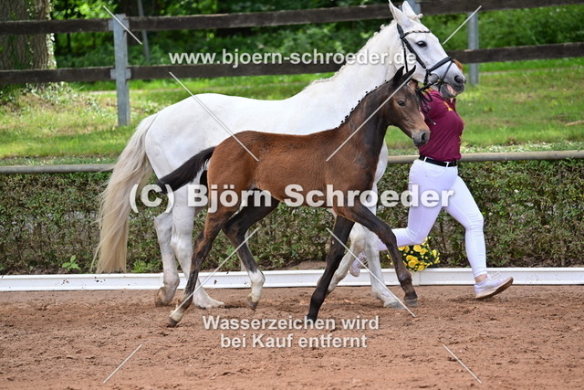 059_Cador - Askari _Teresa Jürges_868_4045 | Björn Schroeder Pferdefotografie