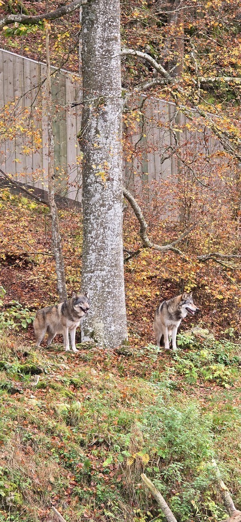 20241026_150043 | Heilkarten - Realisiert mit Pictrs.com