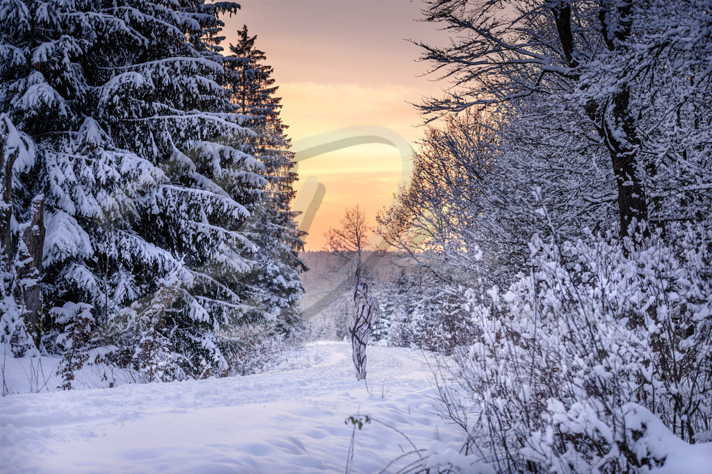 NatureArt-SNOWSOLLING_164618 | Es wird dunkel im Schneewald | #007 | Modell: Darky | Foto: Carsten Dauer - Realisiert mit Pictrs.com