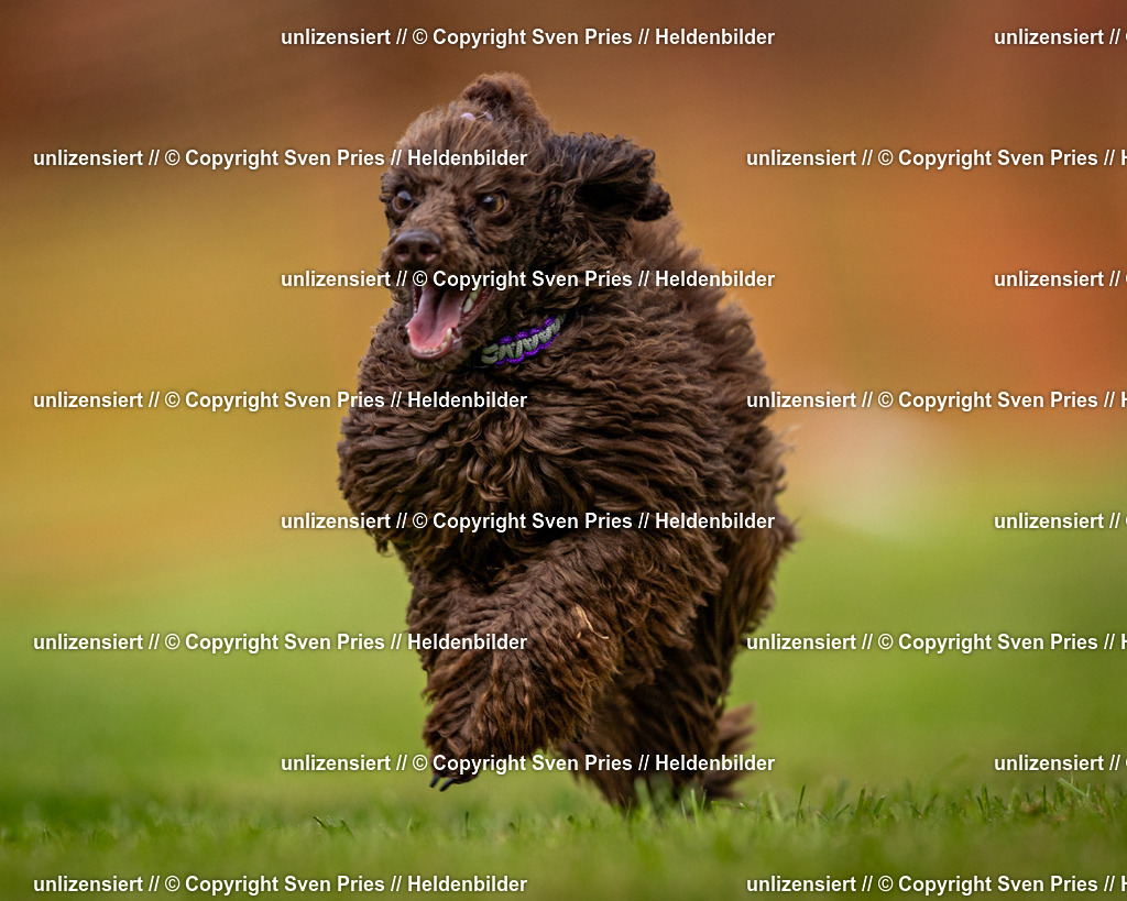 Sven Pries | 2024-09-22 - Hunderennen Baden-BadenPudelverein - Realisiert mit Pictrs.com