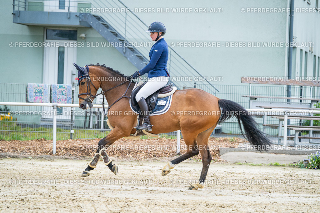 DSC01833 | Pferdegrafie