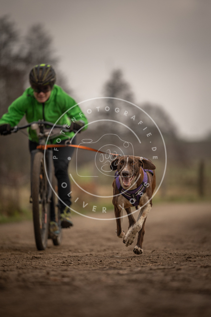 Pfotenfotografie_DV3A4057 | Hundefotografie, Tierfotograf, Pfotenfotografie, Fotoshooting Hund, Hunde Portrait, Hundesport, Hundeportraits, Heideshooting, Hunde, Sportfotograf, Hundefotograf, Turnierhundsport, THS,  - Realisiert mit Pictrs.com