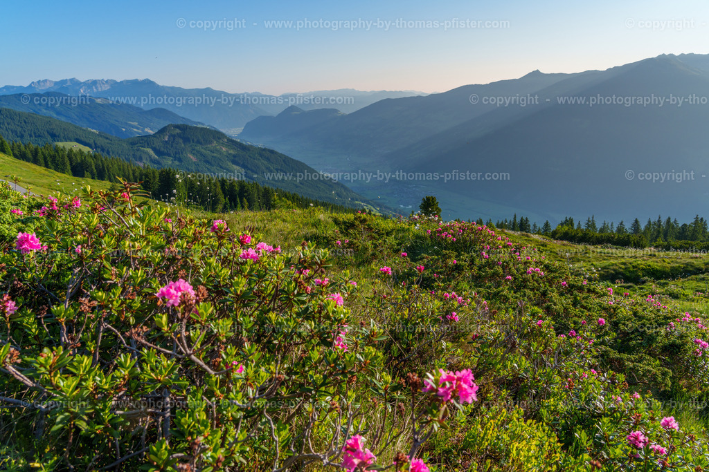 Almrosenblühte Zillertaler Höhenstrasse copyright  Thomas Pfister-15 | PHOTOGRAPHY BY THOMAS PFISTER