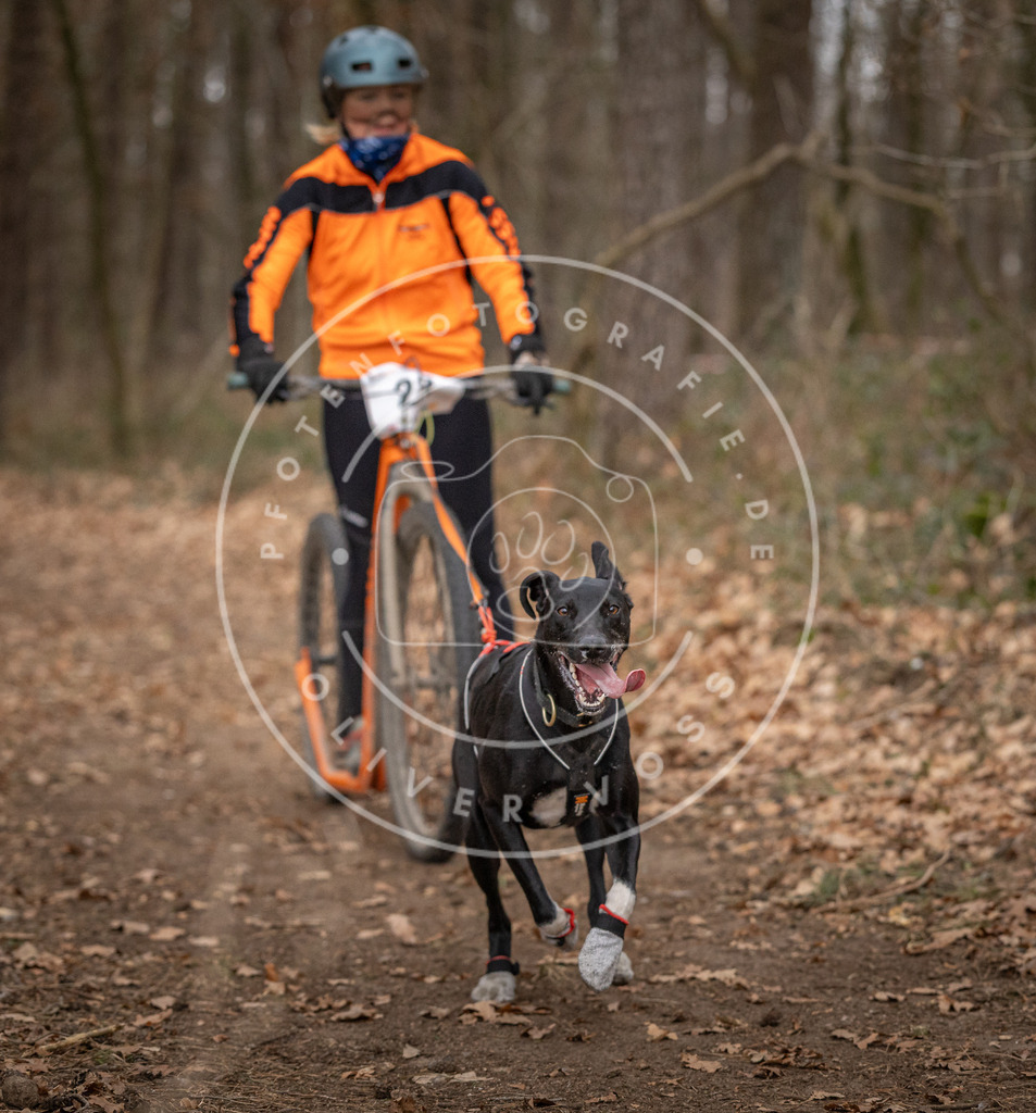 Pfotenfotografie_DV3A7634 | Hundefotografie, Tierfotograf, Pfotenfotografie, Fotoshooting Hund, Hunde Portrait, Hundesport, Hundeportraits, Heideshooting, Hunde, Sportfotograf, Hundefotograf, Turnierhundsport, THS,  - Realisiert mit Pictrs.com