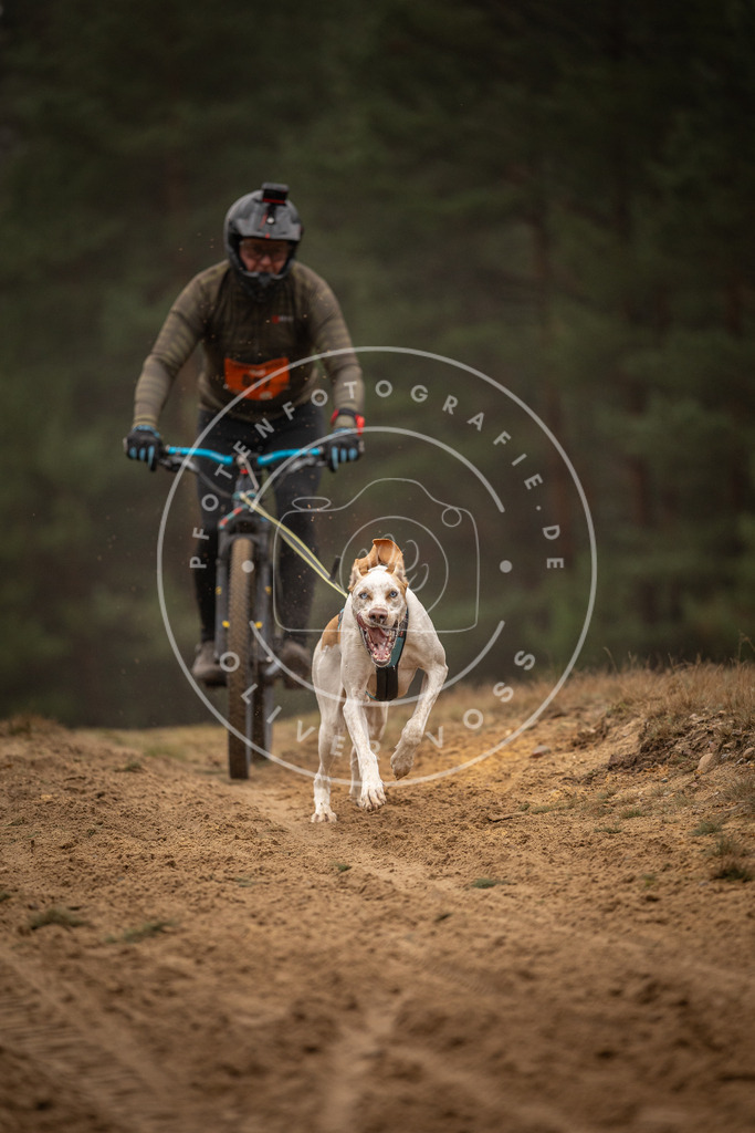Pfotenfotografie_DV3A3107 | Hundefotografie, Tierfotograf, Pfotenfotografie, Fotoshooting Hund, Hunde Portrait, Hundesport, Hundeportraits, Heideshooting, Hunde, Sportfotograf, Hundefotograf, Turnierhundsport, THS,  - Realisiert mit Pictrs.com