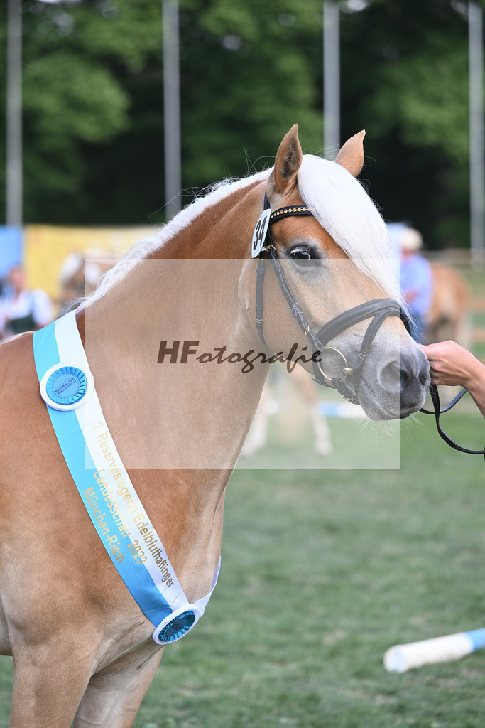 Kat-Nr. 34 Heikena-Gold_Karrer_20231559 | hf-fotografie - Realisiert mit Pictrs.com