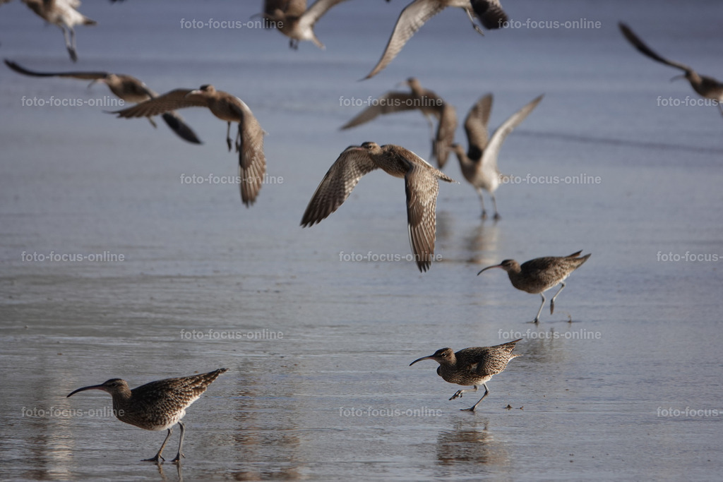 Beach birds | foto-focus-online