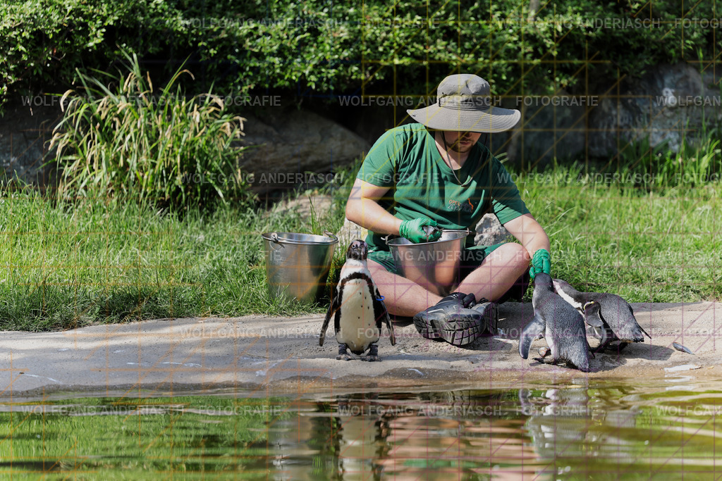 253L1664_wa | Ein stiller Moment im Opel Zoo: Der Blick des Tieres erzählt von Gelassenheit, Präsenz und Nähe. Ungestellt, ruhig und auf Augenhöhe fotografiert – ein Augenblick, der bleibt. - Realisiert mit Pictrs.com