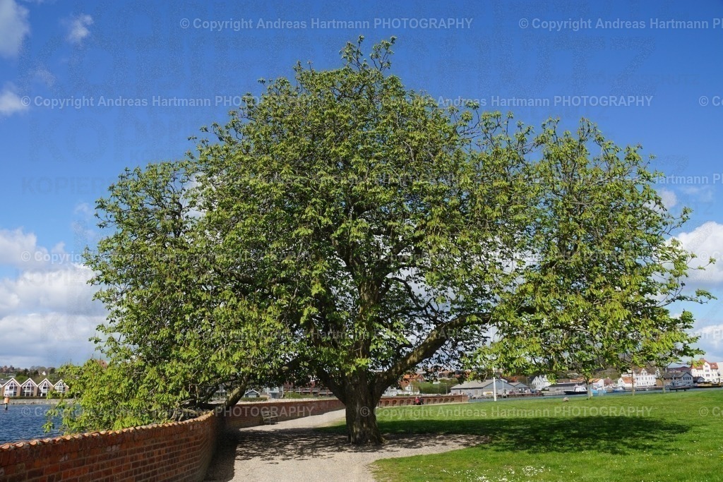 Kastanienbaum | Kastanienbaum in Sonderborg - Realisiert mit Pictrs.com