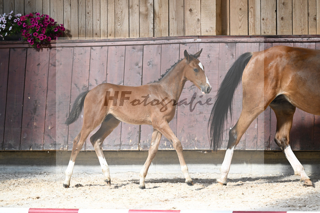 Kat-Nr. 20 HF Cullinan du Borget B x Vivant v d Heffinck_Gindhart_32240144 | hf-fotografie - Realisiert mit Pictrs.com