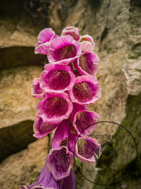 1000226-18062024-162848 | Landschaftsfotos, Naturfotos, Fotos, Fotograf, Landschaftsfotograf, Naturfotograf, professioneller Fotograf