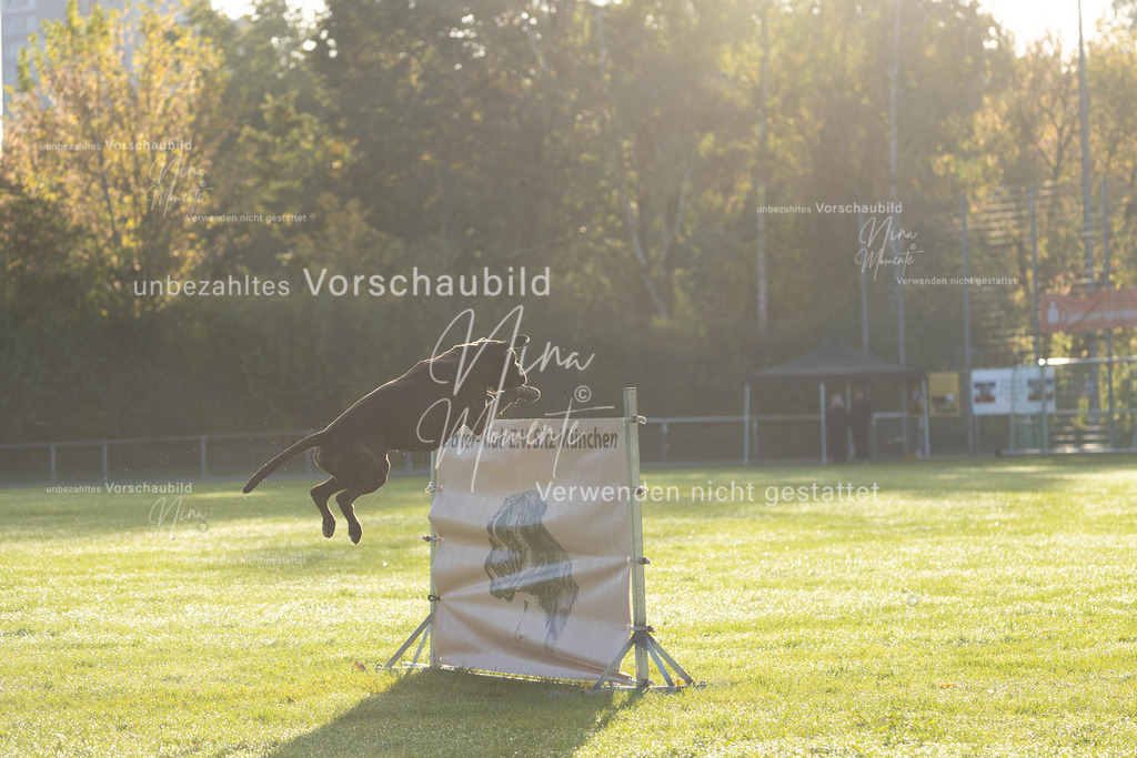 _16A6170 | Einzigartige Fotos von Hunden & Menschen –Actionfotos, Portraits, Vereinsaufnahmen & Paarshootings – authentisch, lebendig & mit Herz.