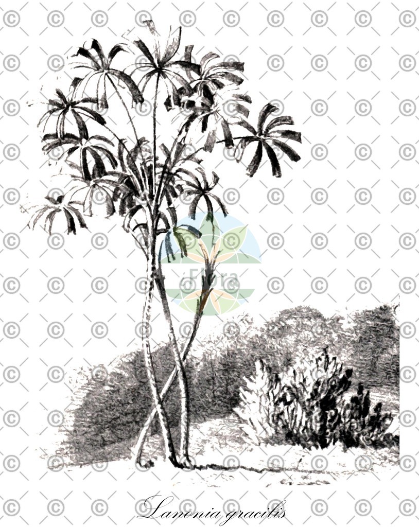 HistAbb_wfo-0000443560_1_ENZY_Simple | Historische Abbildung von Lanonia gracilis - Arecaceae | Historical Illustration of Lanonia gracilis - Arecaceae