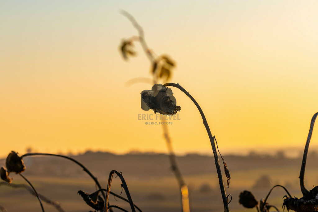 IMG_8486 | Photography by Eric Frevel - Realisiert mit Pictrs.com