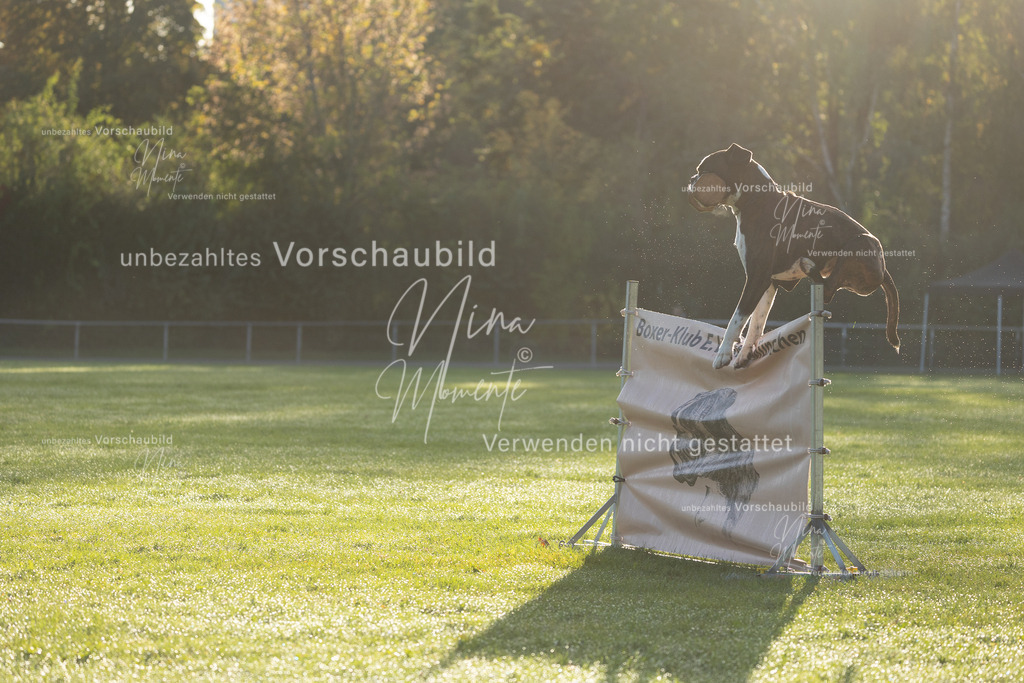 _16A6110 | Einzigartige Fotos von Hunden & Menschen –Actionfotos, Portraits, Vereinsaufnahmen & Paarshootings – authentisch, lebendig & mit Herz.
