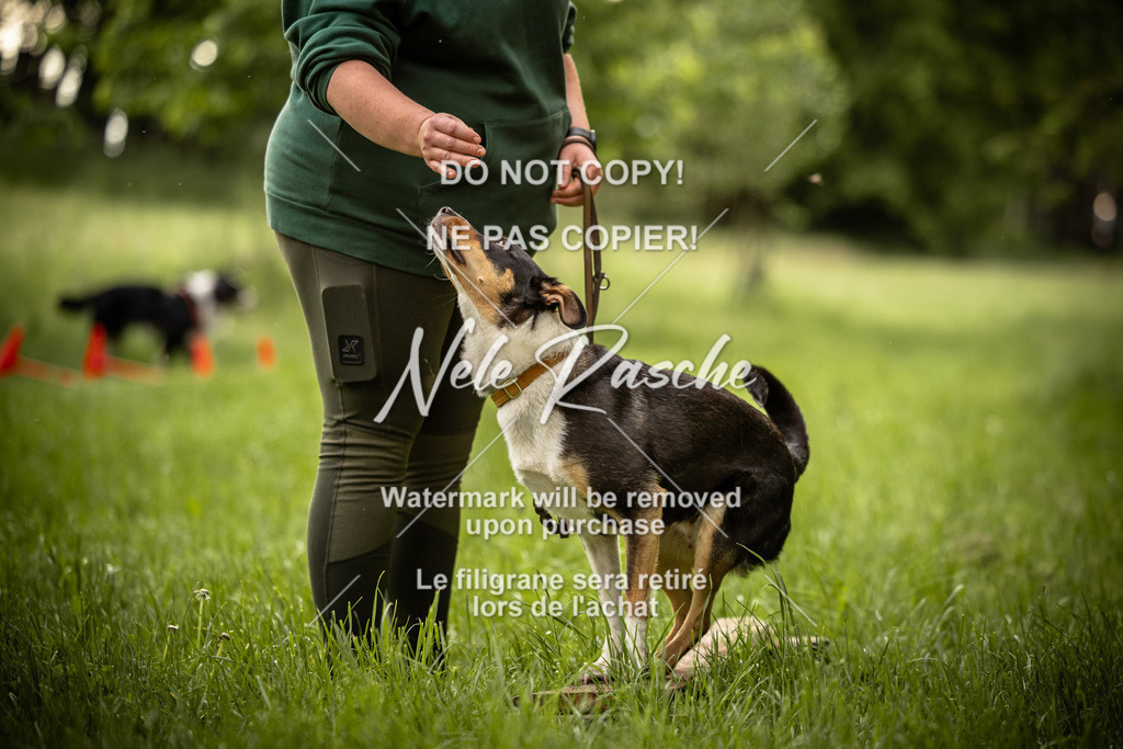 nelerasche_So-earlydog_85 | nelerasche
