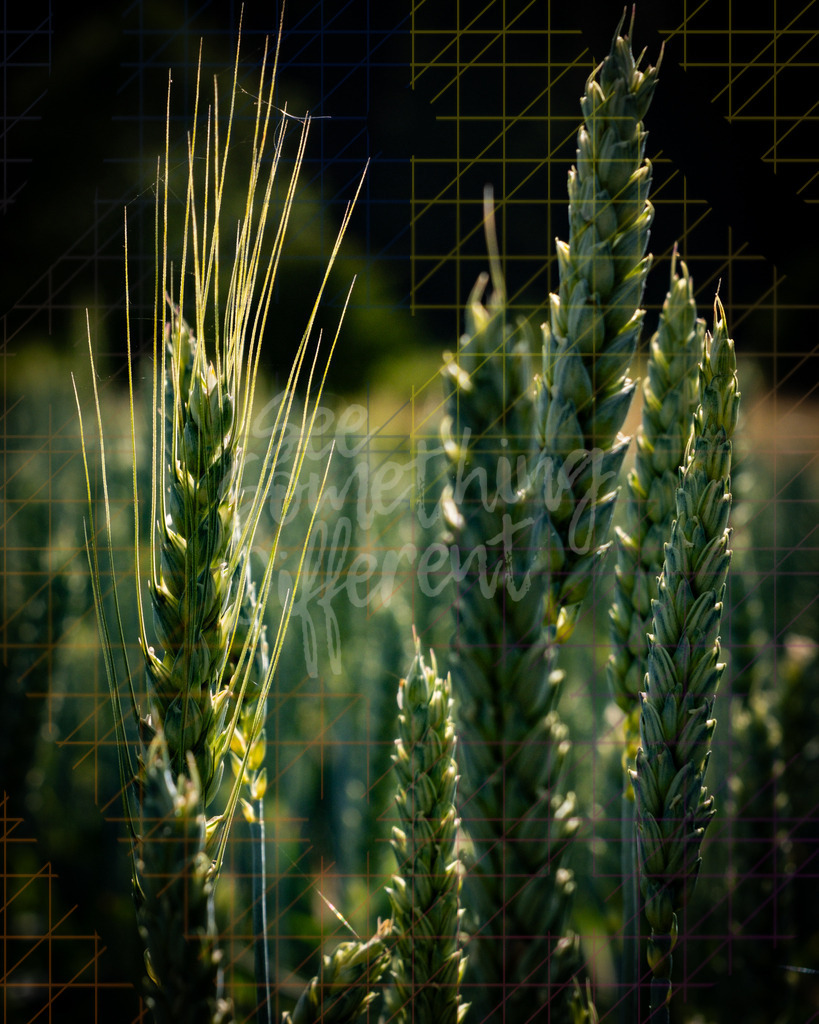 XE5G0227 | See something different - Realisiert mit Pictrs.com