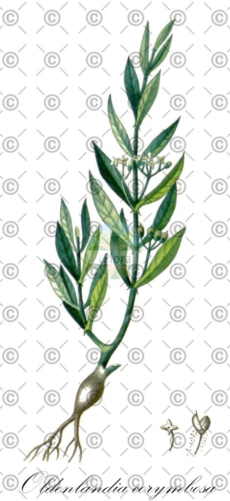 Histabb_EMP_12086_SRC_Koehler_1887_SIMPLE | Historische Abbildung von Oldenlandia corymbosa - Rubiaceae | Historical Illustration of Oldenlandia corymbosa - Rubiaceae
