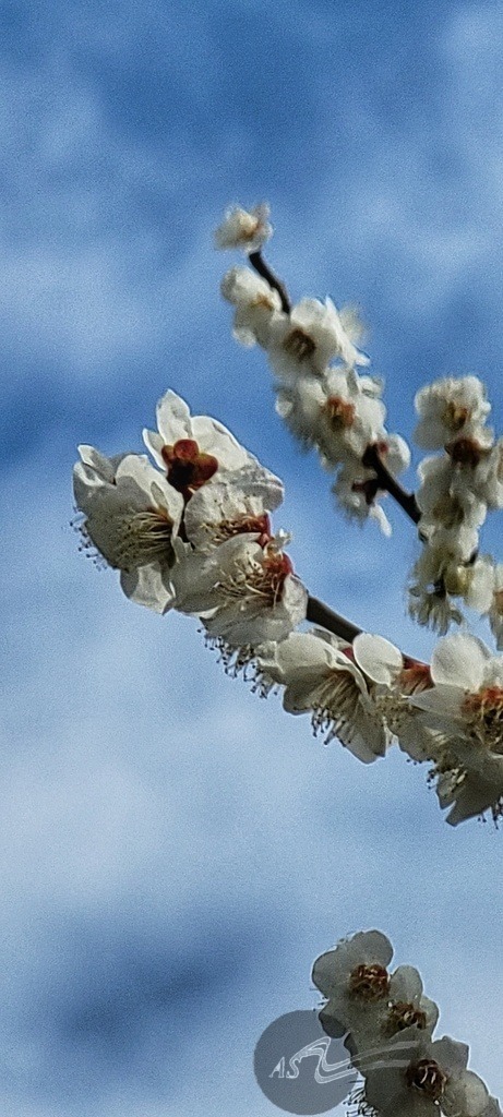 jb4 | Angelika Schorn - Realisiert mit Pictrs.com