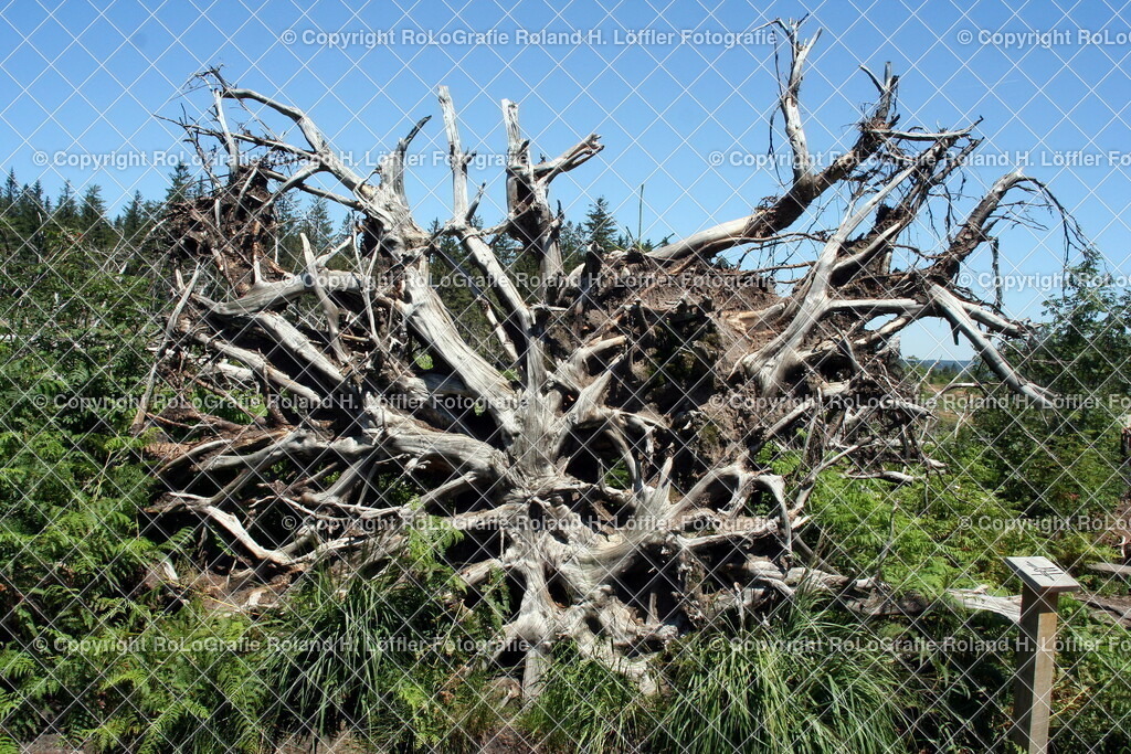 Lotharpfad-07 | Baumwurzel am Lotharpfad - Realisiert mit Pictrs.com