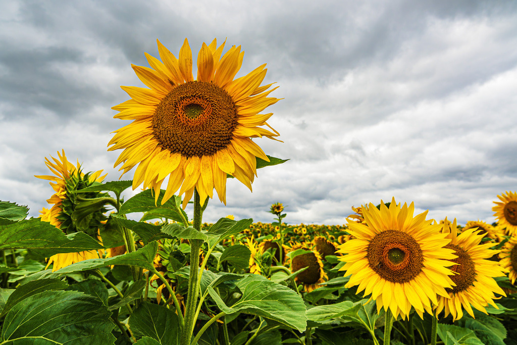 Sonnenblumenfeld zwischen Stäbelow und Clausdorf bei Rostock | Sonnenblumenfeld zwischen Stäbelow und Clausdorf bei Rostock.