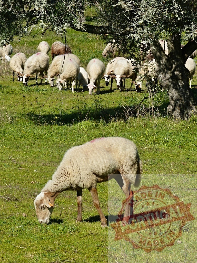 Sheep grazing in green pasture under tree shade | Sheep graze on a sunlit green pasture with trees providing shade in the background - Realisiert mit Pictrs.com