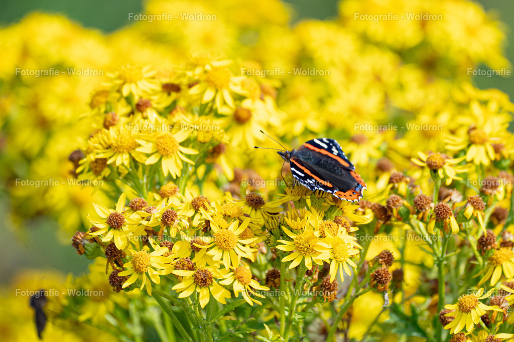 20230815 Isle of Sky - St.Andrews - Dundee-109 | Fotografie Woldron