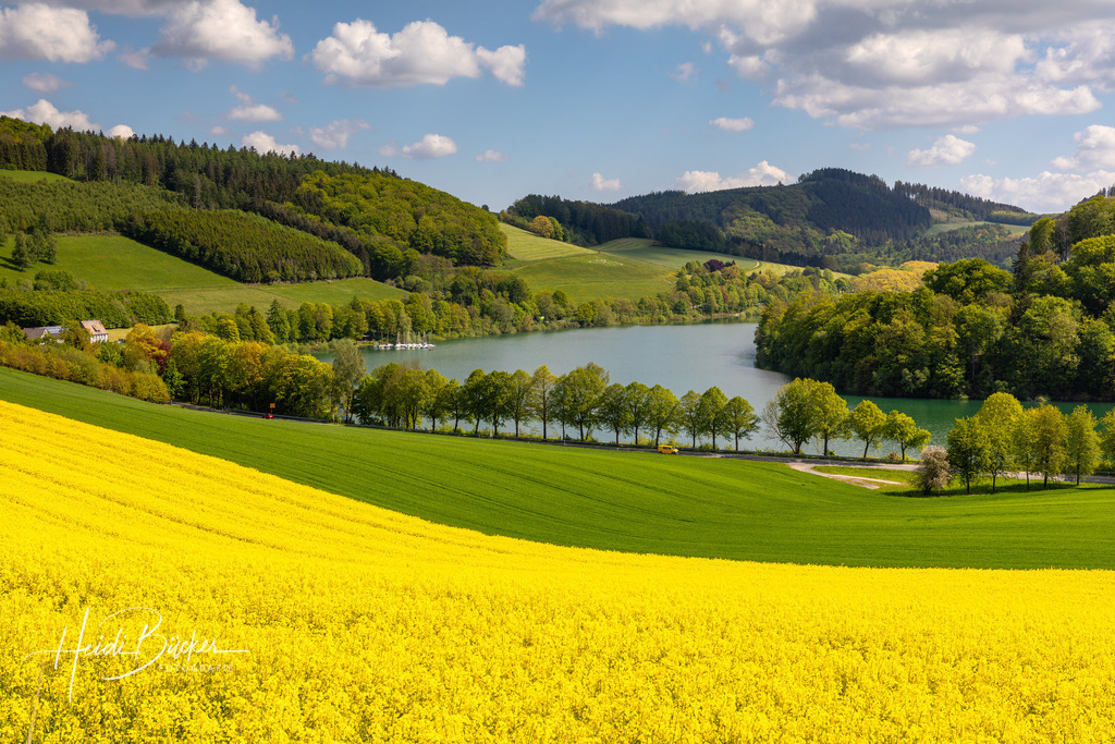 Rapsfeld am Hennesee | Rapsfeld bei Mielinghausen am Hennesee - Realisiert mit Pictrs.com