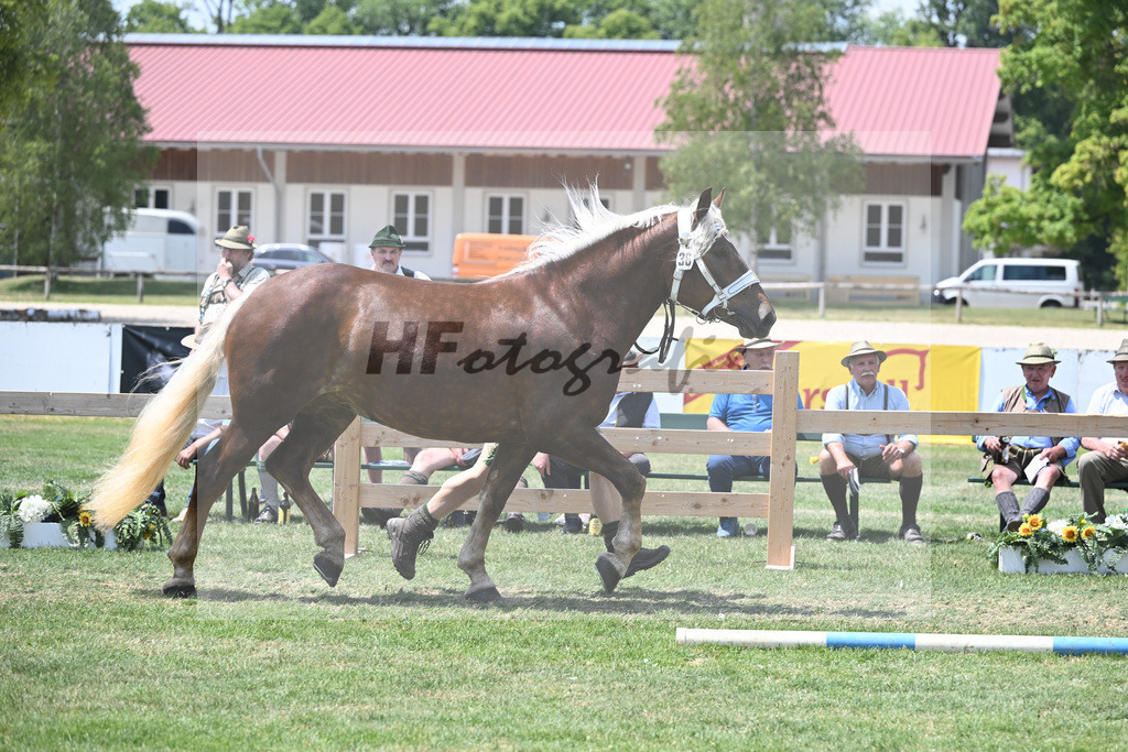 Kat-Nr. 36 Primadonna_Heiss_20230566 | hf-fotografie - Realisiert mit Pictrs.com