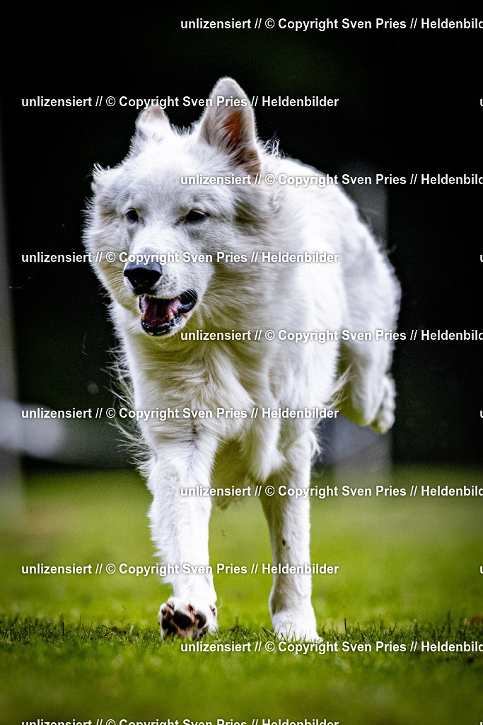 Sven Pries | 2025-10-03 - Hunderennen Obergrombach - Realisiert mit Pictrs.com